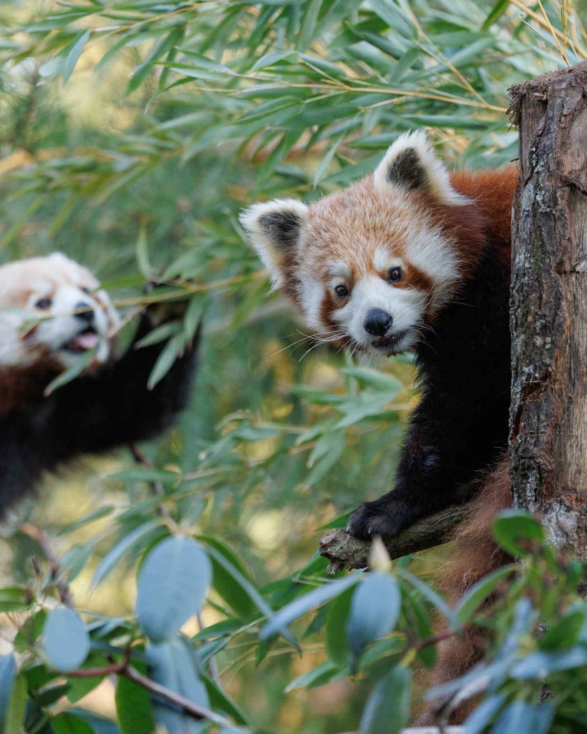 Red panda climbing a tree among green bamboo leaves, with another red panda in the background in a natural forest habitat.